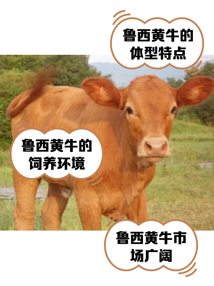 进贤最新医保取现黄牛方法分析(最方便真实的进贤医保取现黄牛怎么取方法)